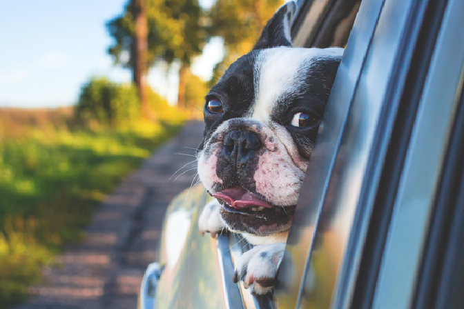 VIAJAR CON PERROS